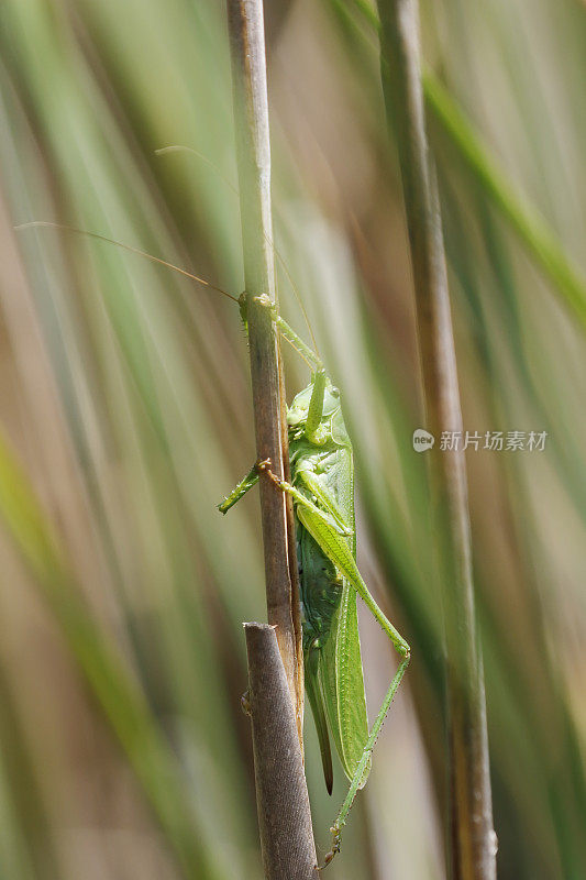 绿灌木大蟋蟀(Tettigonia viridissima)雌性